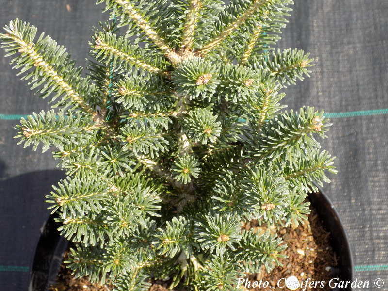 Abies koreana x lasiocarpa 